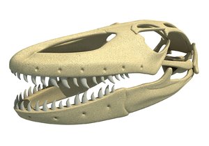 3D komodo dragon skull skeleton model