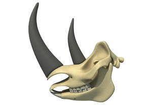 3D rhino skull skeleton