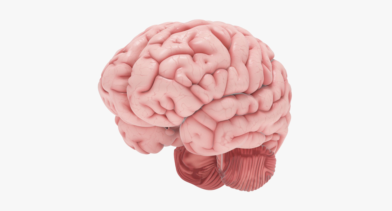 modelo 3d Cerebro humano - TurboSquid 1176652