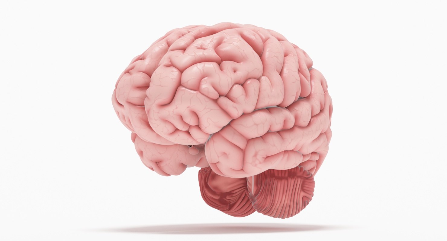 Мозг человека картинки