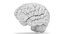 human brain model
