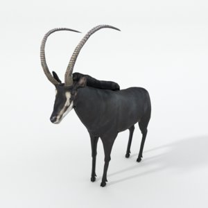 3D sable antelope