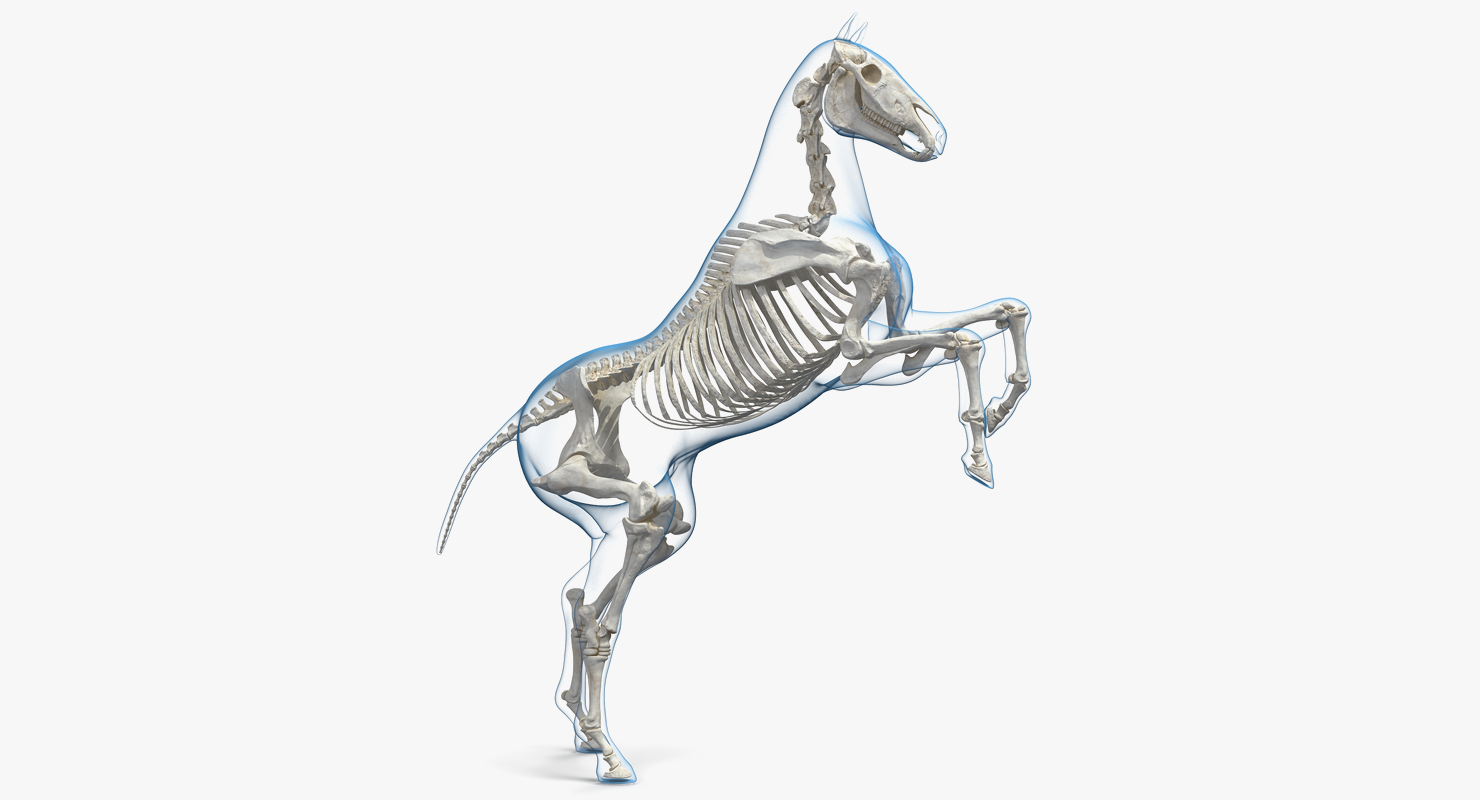 Скелет коня анатомия