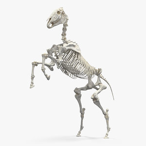 rearing horse skeleton 3D model