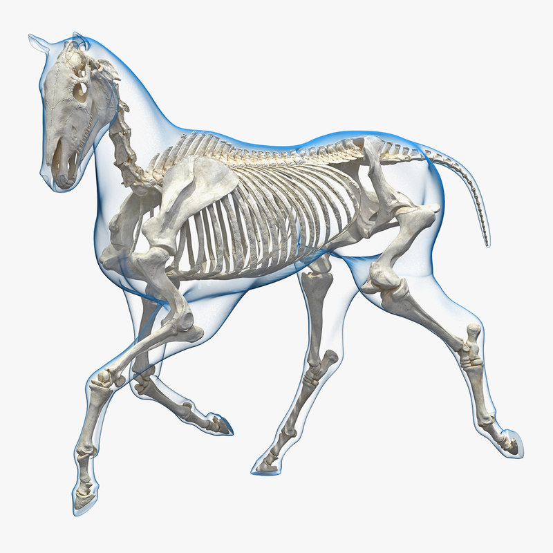 Running horse pose envelope 3D model - TurboSquid 1341389