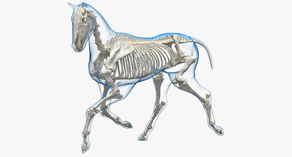 Running horse pose envelope 3D model - TurboSquid 1341389