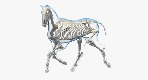 Running Horse Pose Envelope 3d Model Turbosquid 1341389