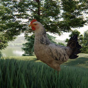 3D chicken rigged animation