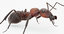 ant animation 3D model