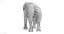 asian elephant female 3D model