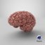 3D model human brain