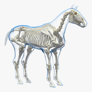 horse envelope skeleton neutral 3D model
