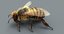 honeybee rigged fur 2 3D model