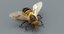 3D honeybee fur 2 model