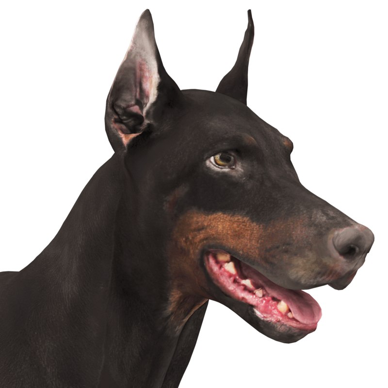 3D doberman scanned archviz - TurboSquid 1208188