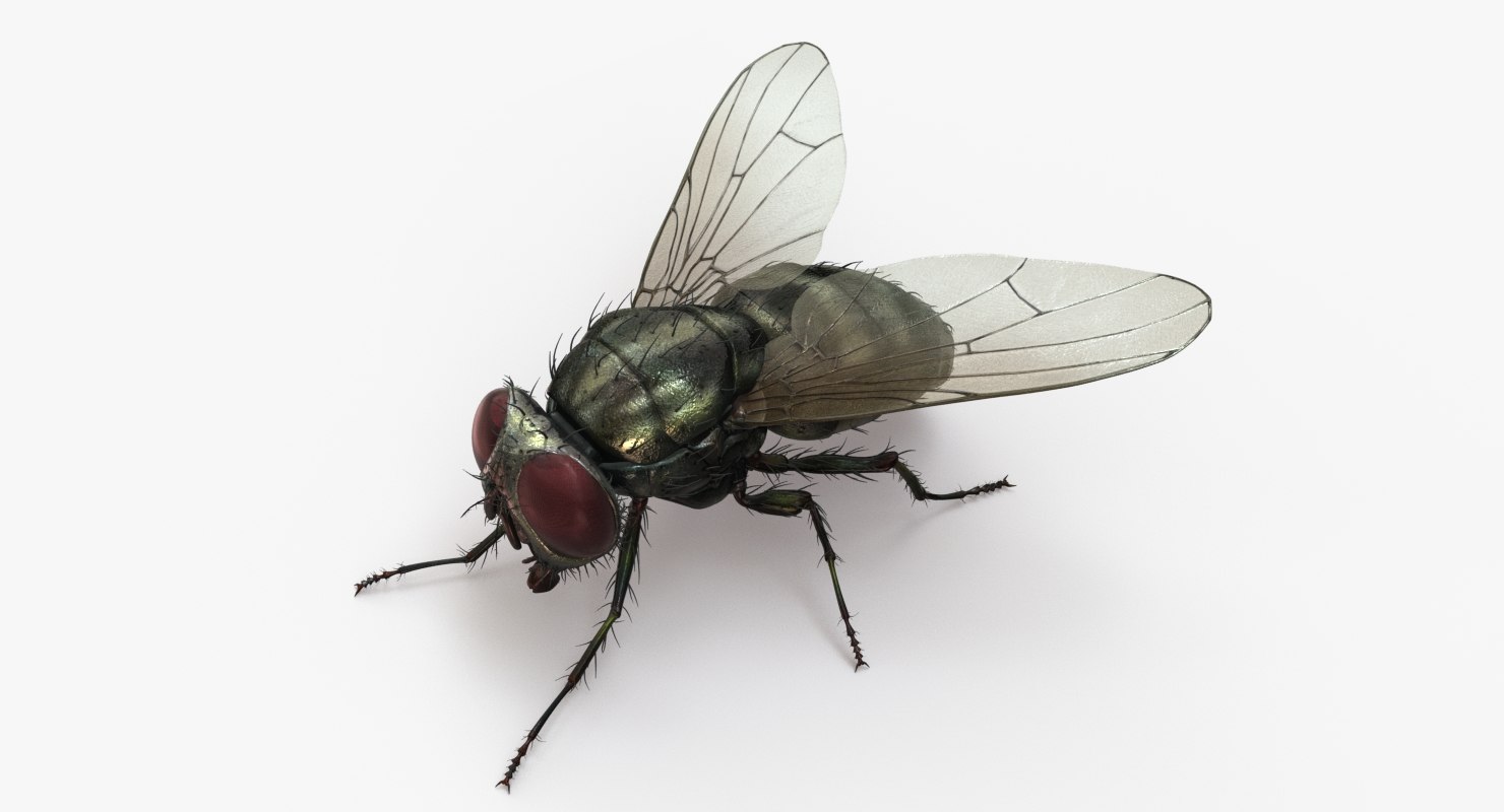 Housefly 2 3D model TurboSquid 1342834