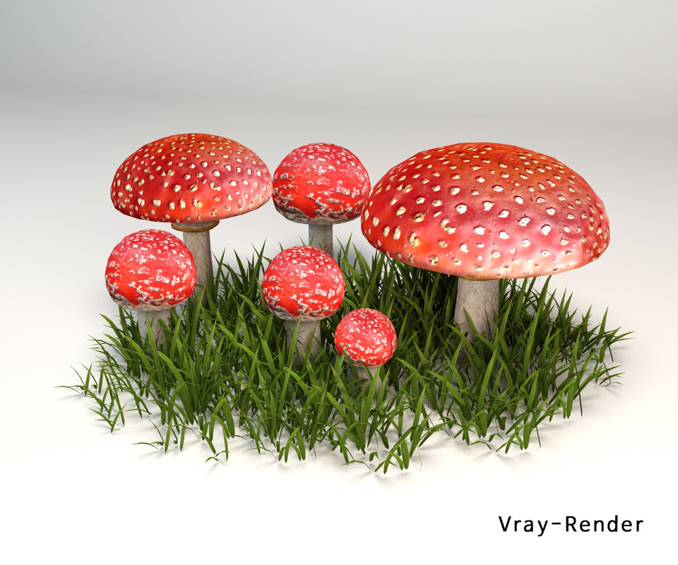 3D Mushroom Amanita Muscaria - TurboSquid 1343361