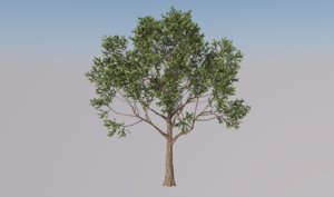 3D apple tree model