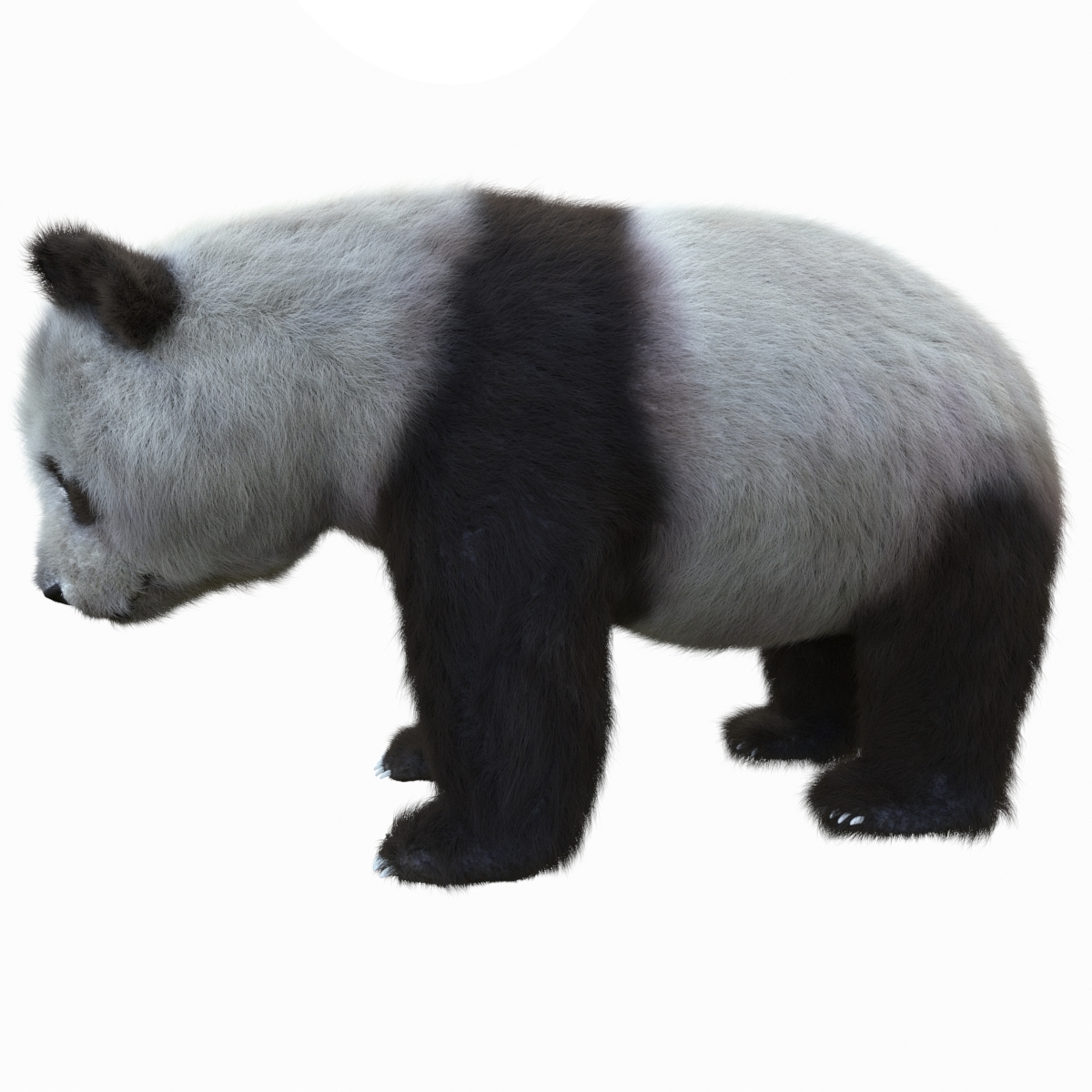 Blender Free Rigged Bear Model Cheat For Roblox Citizenship