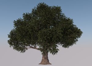 3D beech tree