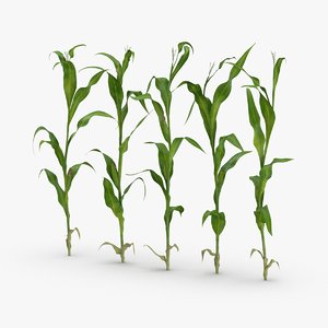 3D corn-stalks-and-patch---row model