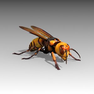 3D giant hornet