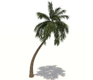coconut palm tree 3D model