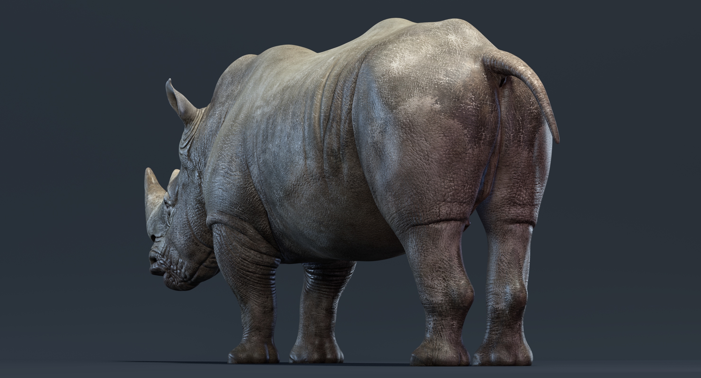 rhino (animated) 3d model