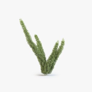 asparagus fern 3D model