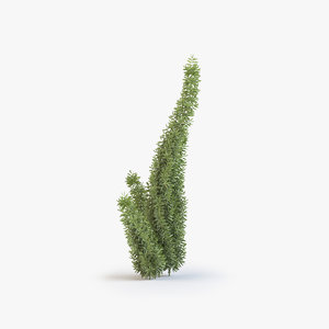3D model asparagus fern