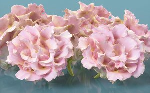 carnation clove pink 3D model