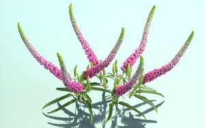 summer lilac buddleja 3D model