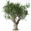 olive tree 3D model