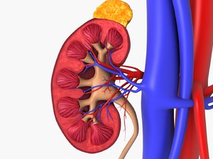 3D kidney cross-section