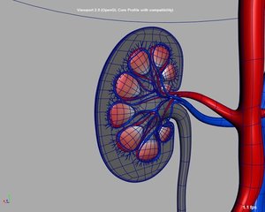 3D human kidney vascular model