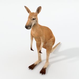 3D kangaroo
