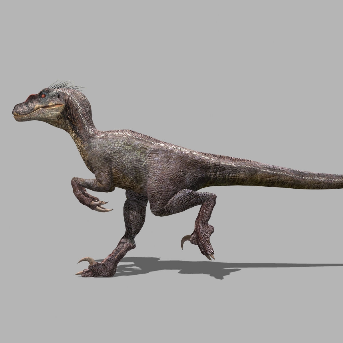 Jurassic Park Raptor 3d Model 