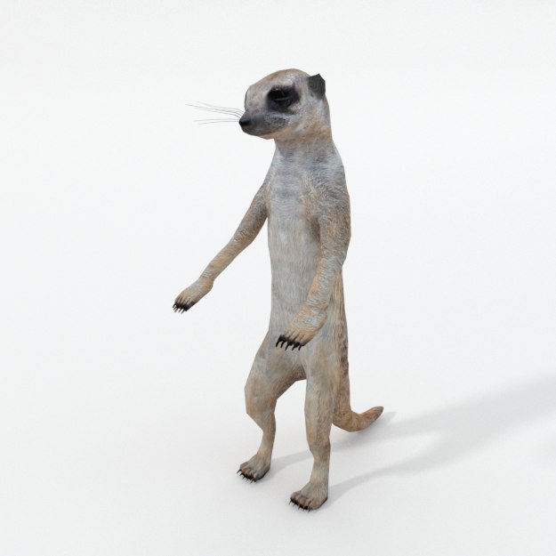 Meerkat 3D model - TurboSquid 1346783