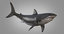 3D shark animation white
