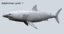 3D shark animation white