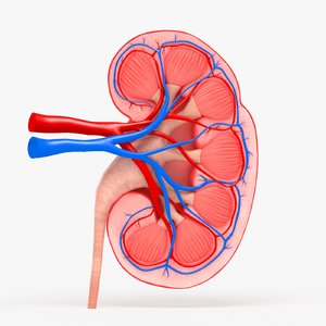kidney anatomy 3D
