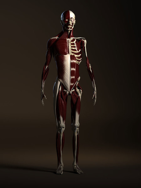 3d ma male skeleton