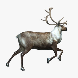 reindeer animation model