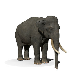 3D model elephant