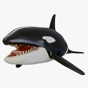 3D killer whale model