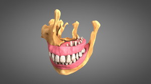 3D human teeth gums model