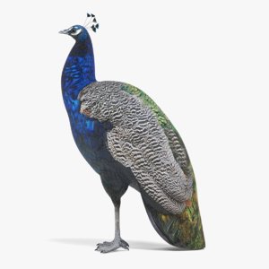 3D indian peafowl