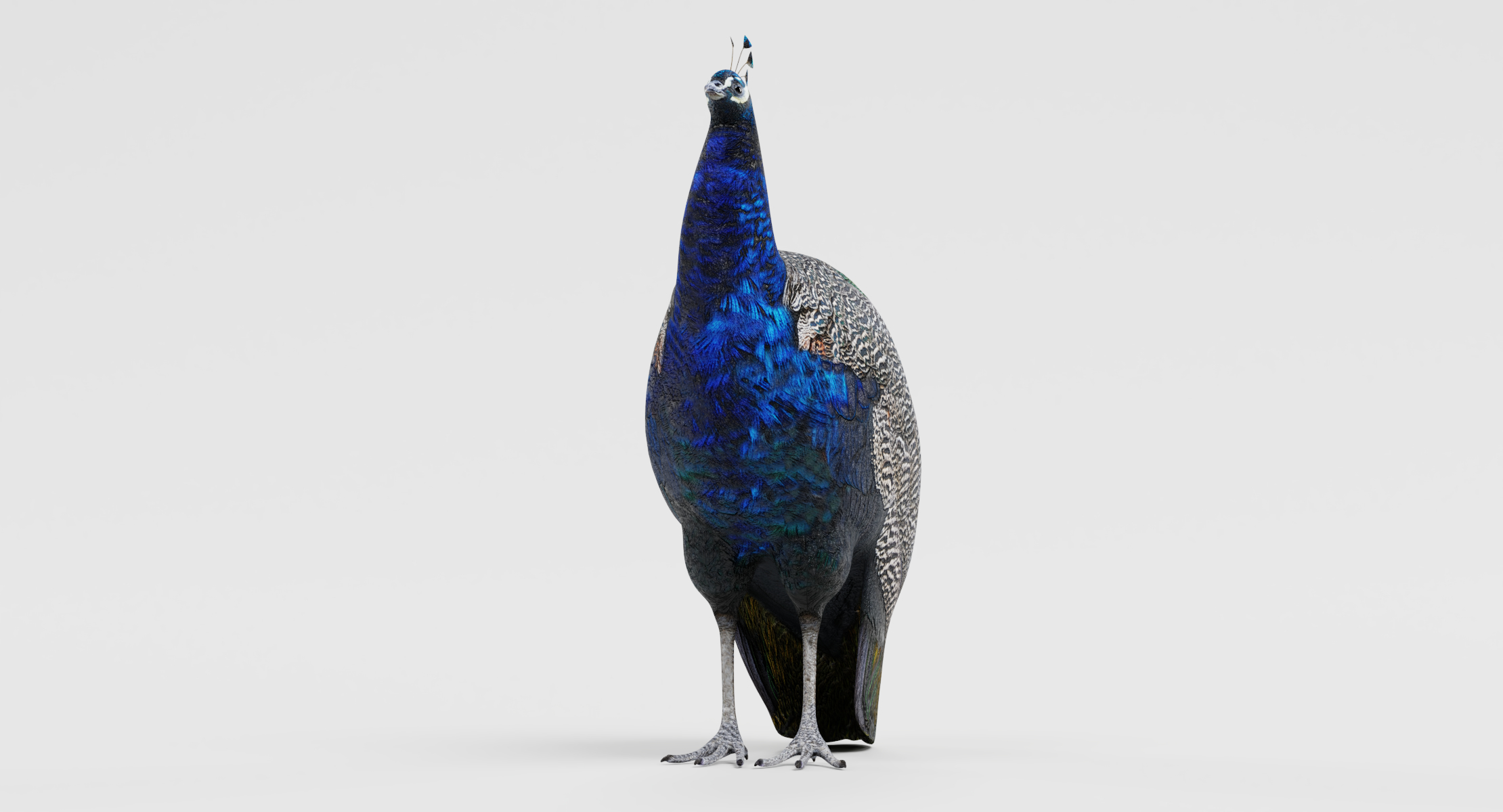 3d indian peafowl