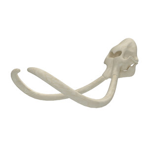 mammoth skeleton skull 3D model