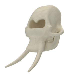 elephant skeleton skull model